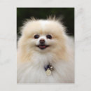 Recherche de pomeranians cartes postales Loulou