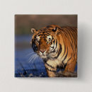 Recherche de panthera accessoires Carnivore