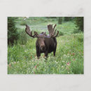 Recherche de habitat cartes postales Animal