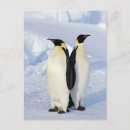 Search for antarctica postcards Animals in the wild