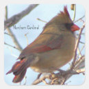 Search for northern cardinal stickers Birds