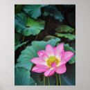 Search for lotus flower posters Botanical