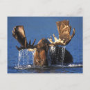 Recherche de orignaux taureau cartes postales Alaska