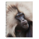 Search for baboon notebooks Wildlife