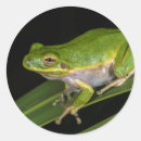 Search for green tree frog stickers Amphibian