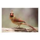 Search for photo of a cardinal Female
