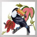 Recherche de tropical bird posters Jungle