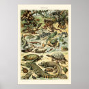 Recherche de crocodile posters Lézard