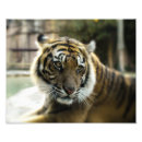 Recherche de tigre photographie Animaux sauvages
