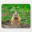 Recherche de queue de souris Pour tous