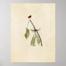 Search for thrushes posters Audubon