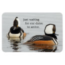 Recherche de marchand magnets Hooded mergansen