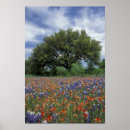 Search for bluebonnet art Paintbrush
