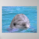 Search for dolphin posters Bottlenose