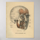 Search for muscles of the face posters Head