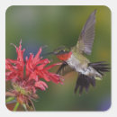 Search for ruby throated hummingbird stickers Male