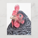 Search for black feathers postcards Chicken