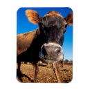 Search for danita delimont magnets Colour image