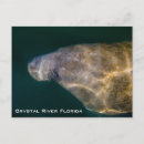 Search for manatee postcards Crystal river