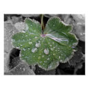 Recherche de pluies posters Gris