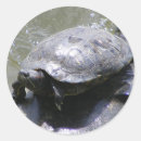 Recherche de tortues autocollants Eau