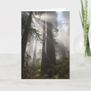 Recherche de arbre séquoia vœux cartes Bois