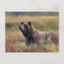Search for denali alaska postcards Wildlife