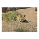 Recherche de kits posters Faune