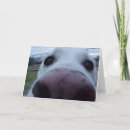 Search for puppy face cards Pet