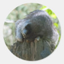 Recherche de racoon autocollants Raton laveur