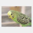 Search for parakeet wrapping paper Budgie