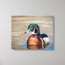 Search for waterfowl canvas prints Wildlife