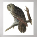 Recherche de illustration hibou posters Aquarelle