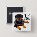 Recherche de rottweiler badges Chiot