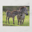 Search for black white zebra postcards Mammal