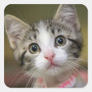 Search for cute eye stickers Pet