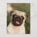 Recherche de chiots de carlin cartes postales Fawn