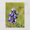 Recherche de abeille fleur cartes postales Nature