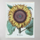 Search for solis Floral