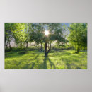 Search for sunbeams posters Sunlight