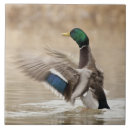 Search for anatidae Waterfowl