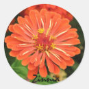 Search for zinnia stickers Garden