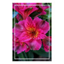 Search for peruvian posters Lily