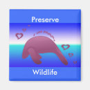 Search for manatee magnets Animals