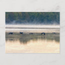 Recherche de vol de grue cartes postales Faune