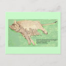Search for spay postcards Cats