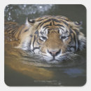 Search for sumatra stickers Nature