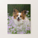 Search for papillon puzzles Pet