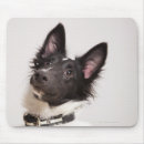 Recherche de shetland tapis souris Animal