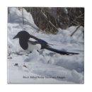 Search for magpie tiles Animal
